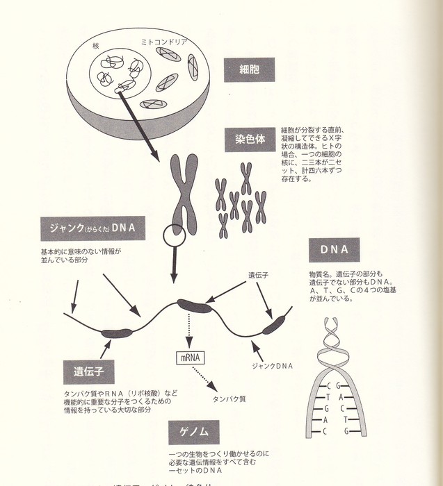 DNA・遺伝・ゲノム :: Scoliosis-gene